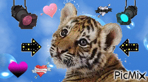le tigre de mes reves - Zdarma animovaný GIF