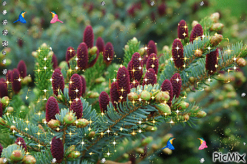 цветёт ель - 免费动画 GIF
