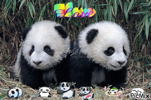 panda - Ücretsiz animasyonlu GIF