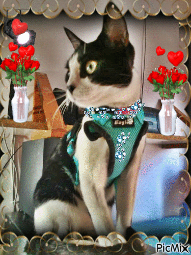 mi gato miki - Ingyenes animált GIF