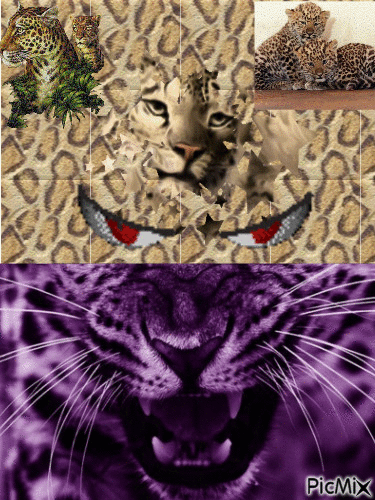 leopars - Free animated GIF
