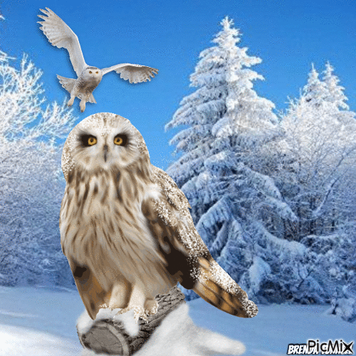 winter owl - Gratis geanimeerde GIF