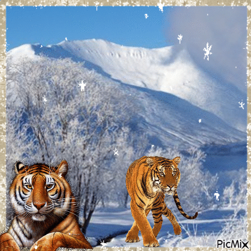 tiger - Бесплатный анимированный гифка
