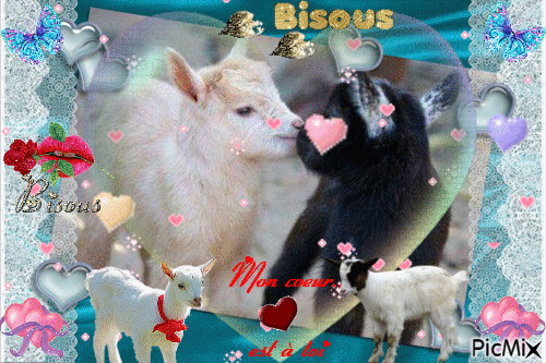 un amour de chèvre - Ingyenes animált GIF
