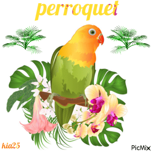 perroquet - GIF animé gratuit