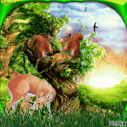 veverky - Darmowy animowany GIF