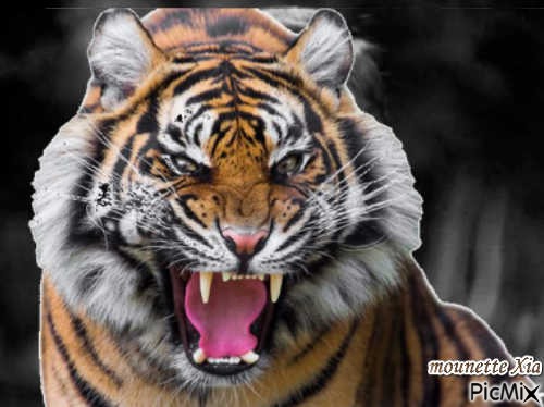 tigre - nemokama png