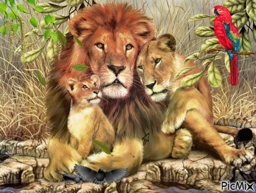 lions - GIF animado gratis