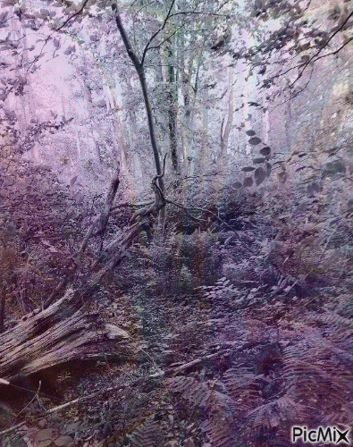 Woods - Δωρεάν κινούμενο GIF