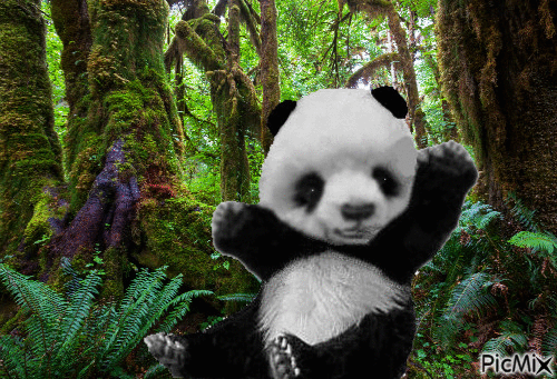 tropique panda concours - Gratis animerad GIF
