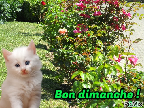 Dimanche - 免费PNG