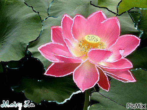 Flor de loto - Безплатен анимиран GIF