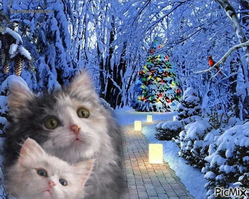 chatte et chaton sur fond d'hiver - png gratis