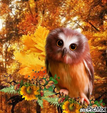 Autumn Owl - bezmaksas png