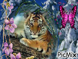 tiger - GIF animé gratuit