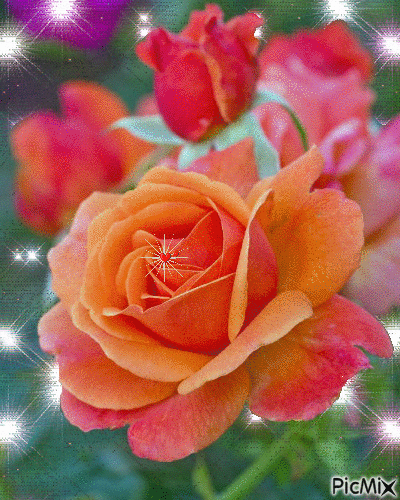 Csillogó háttérben fréz rózsa. - Безплатен анимиран GIF