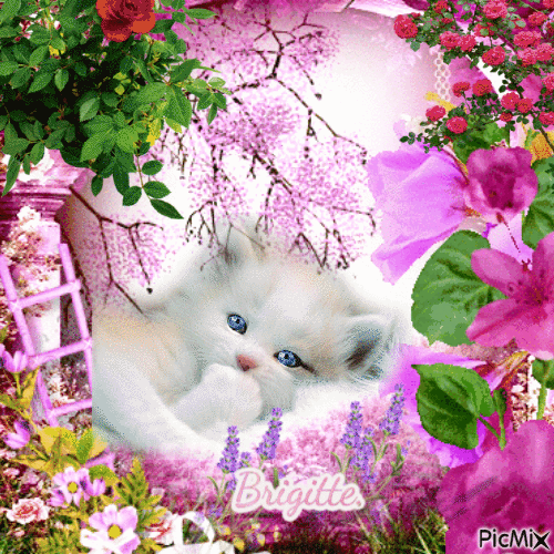 Petit  chaton  blanc - Безплатен анимиран GIF