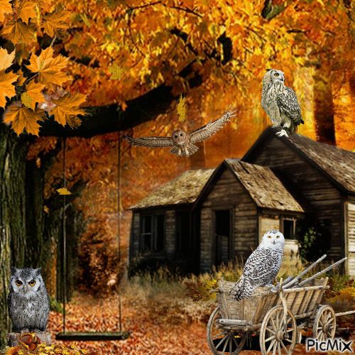 Owls - 無料のアニメーション GIF
