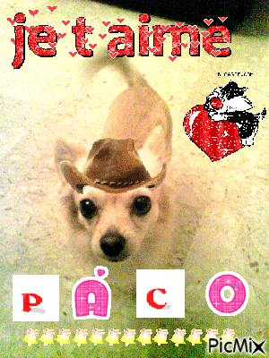 Paco - 免费动画 GIF