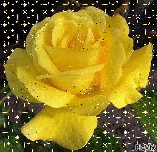 trandafir galben - PicMix