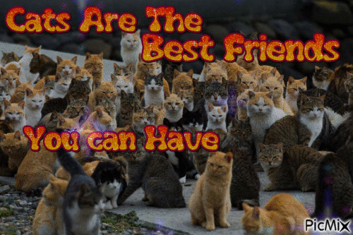 Cats are the Best Friends You can have - GIF animé gratuit
