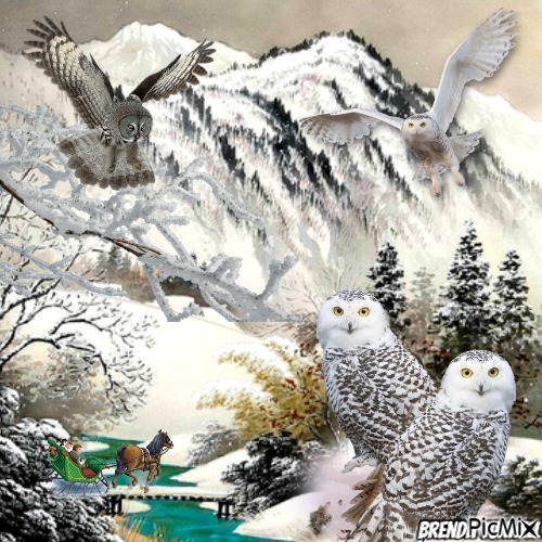 winter owl - darmowe png