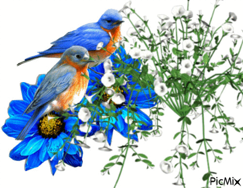 blue birds n white flowers blank - Animovaný GIF zadarmo