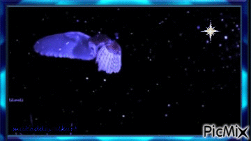 gecekuşu baykuş - GIF animé gratuit