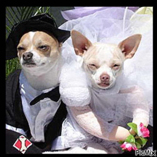 Mariage entre chiens - Free PNG