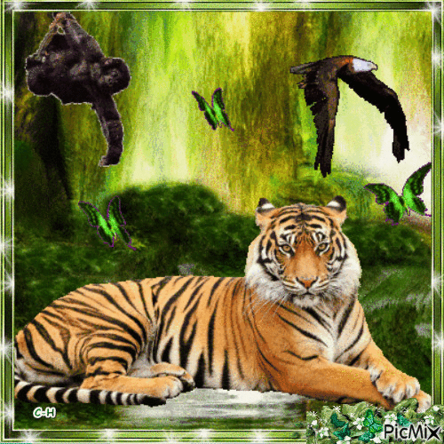 tigre - Darmowy animowany GIF