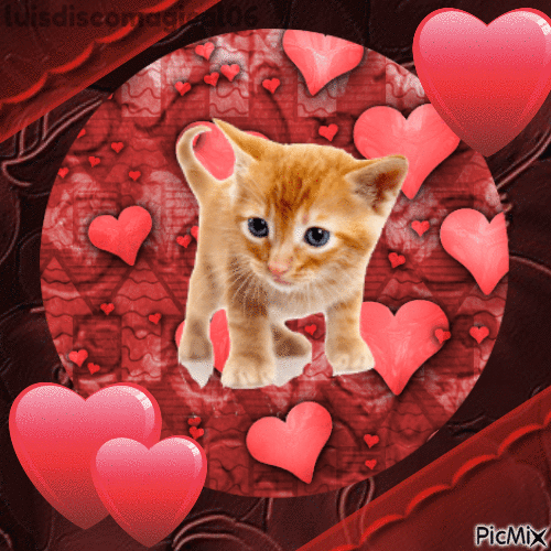 kitty kitten cat kotek słodki kot - Free animated GIF