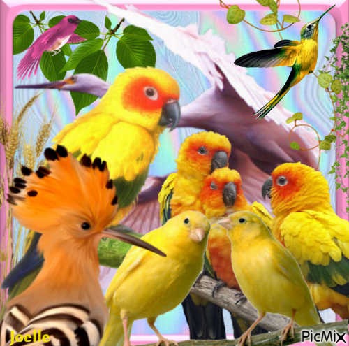 le Paradis des Oiseaux ! - gratis png