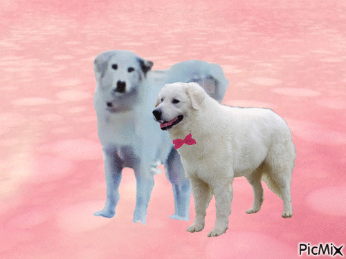 Amazing Dogs - Nemokamas animacinis gif