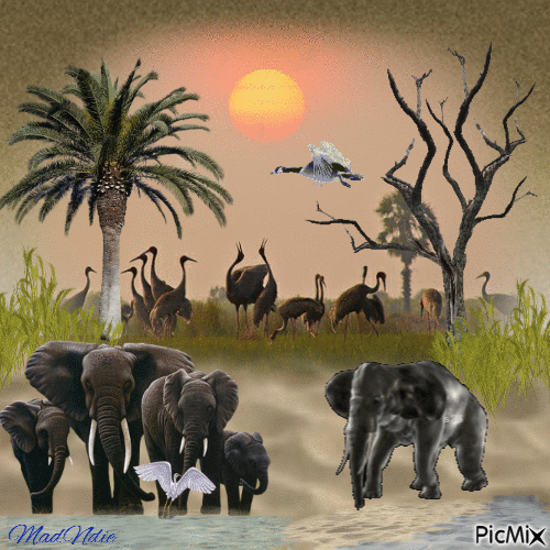 le chemin des éléphants - Darmowy animowany GIF