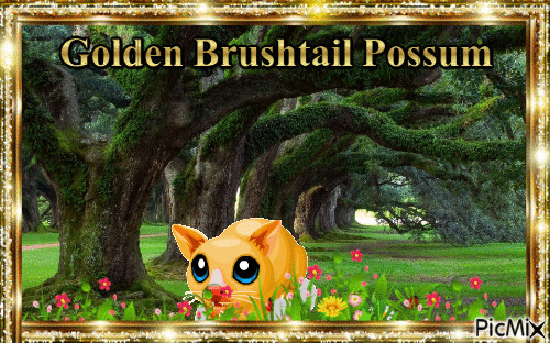 Golden Brushtail Possum - Gratis animeret GIF
