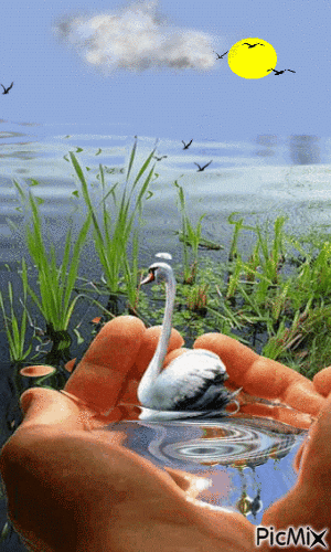 Cisne - Ilmainen animoitu GIF