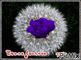une fleur pour une belle journée - Δωρεάν κινούμενο GIF