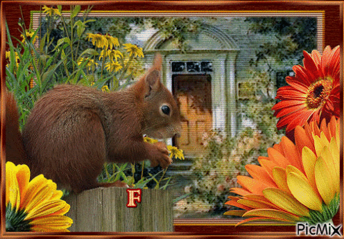 Wiewiórka - Ingyenes animált GIF