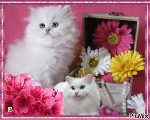 Cute kittens - Free animated GIF