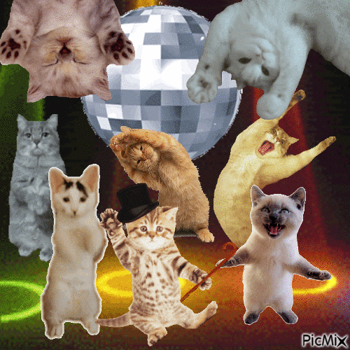 Disco Kitties - Darmowy animowany GIF