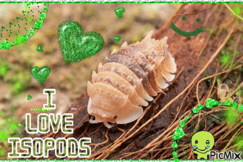 I love isopods - Nemokamas animacinis gif