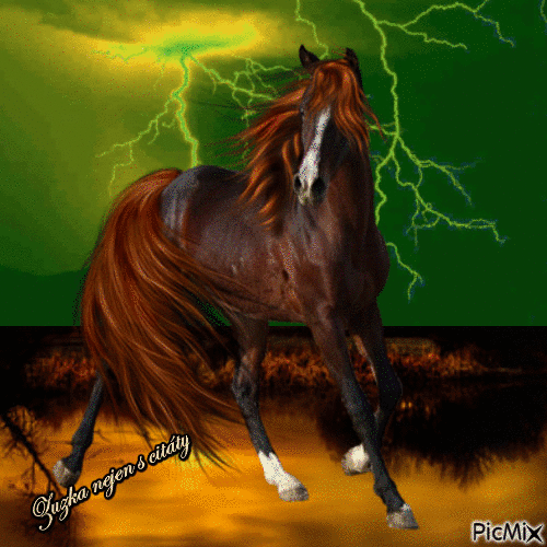 kůň - Ilmainen animoitu GIF