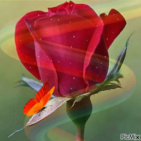 trandafir - GIF animado gratis