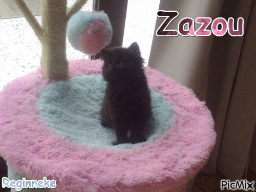 Zazou - Zdarma animovaný GIF
