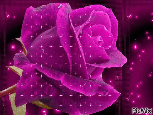 trandafir mov - GIF animé gratuit