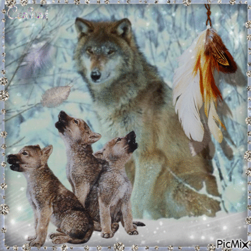 Loup et plumes - Free animated GIF