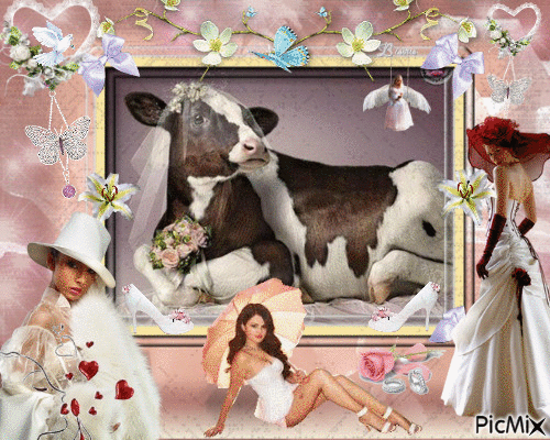 la très belle vache mariée - Darmowy animowany GIF