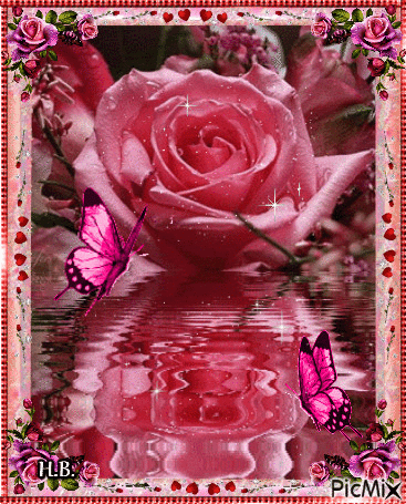Old-pink rose. - Gratis animerad GIF