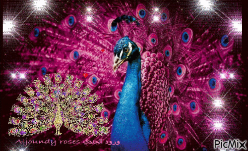 Peacock!! - 免费动画 GIF