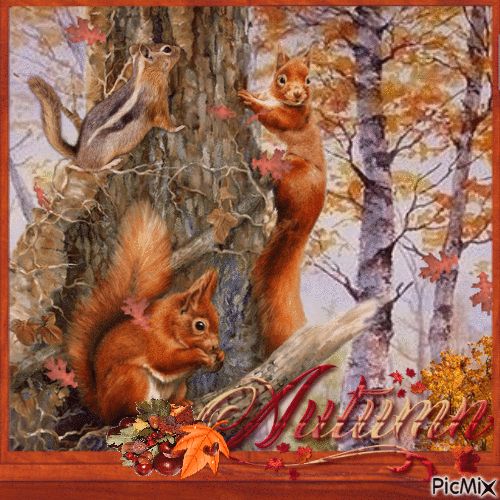 Eichhörnchen im Herbst - Zdarma animovaný GIF